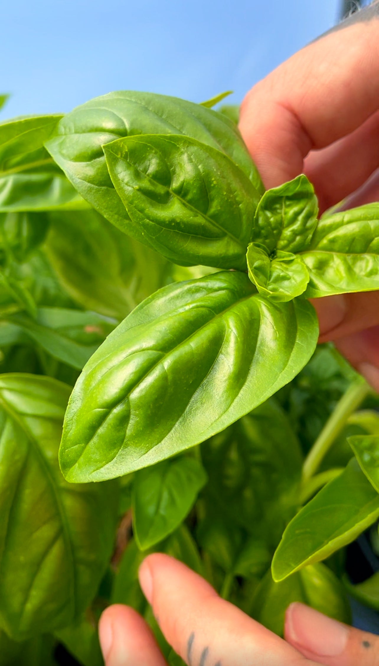 March Organic Seed Pack (UK ONLY)