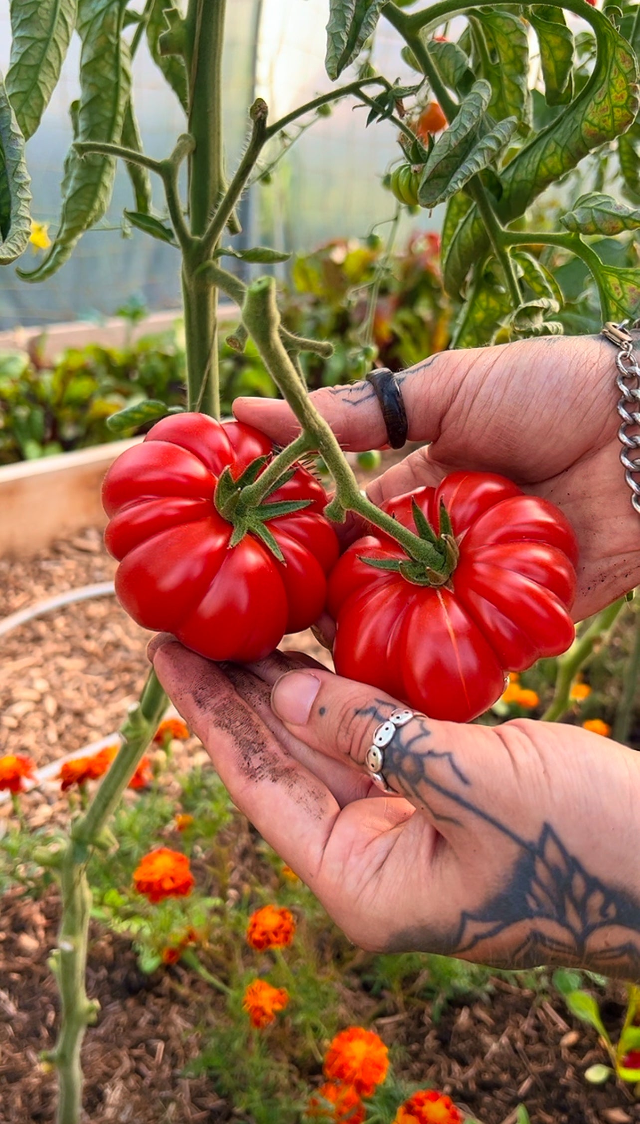 March Organic Seed Pack (UK ONLY)