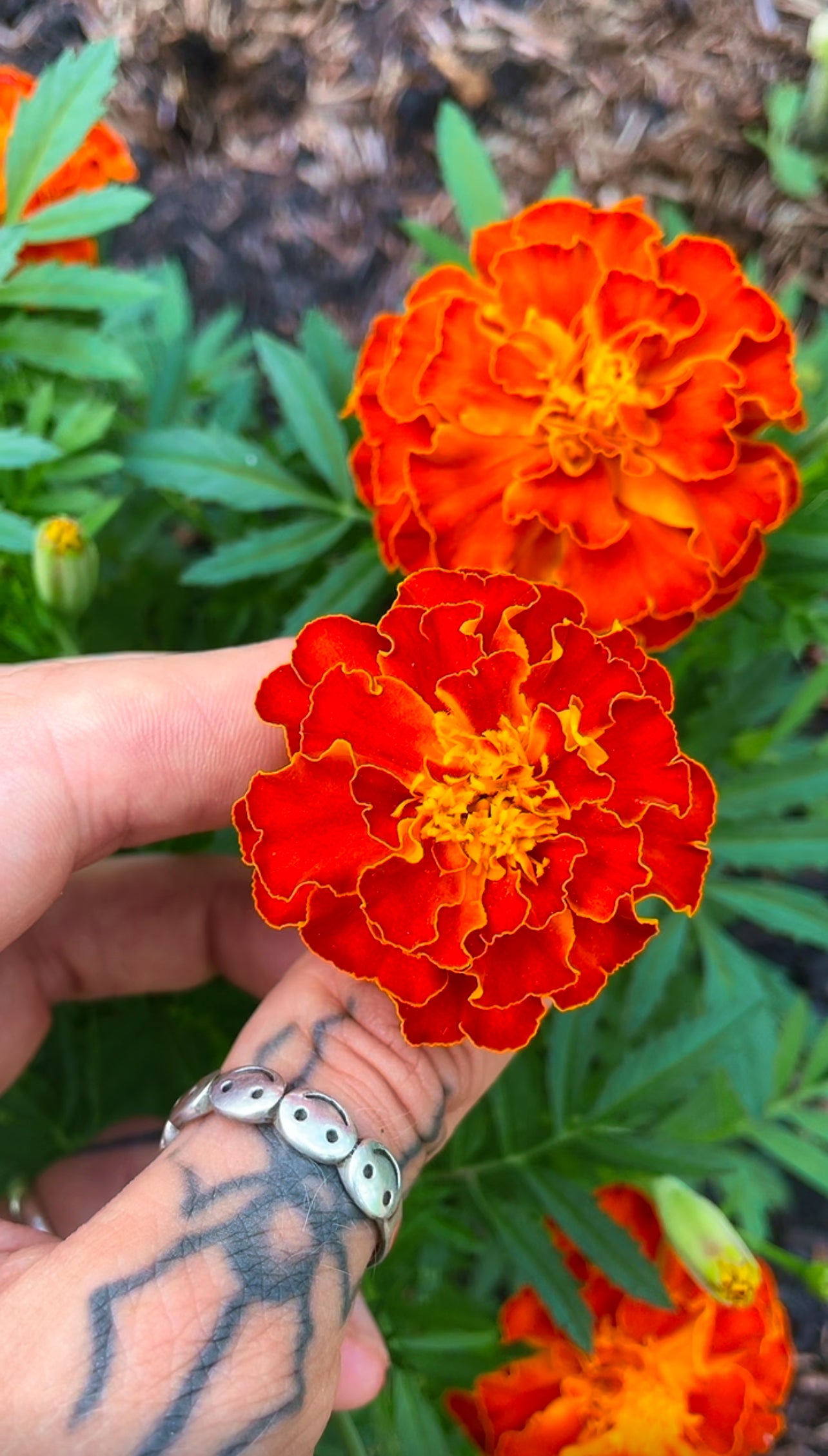 March Organic Seed Pack (UK ONLY)