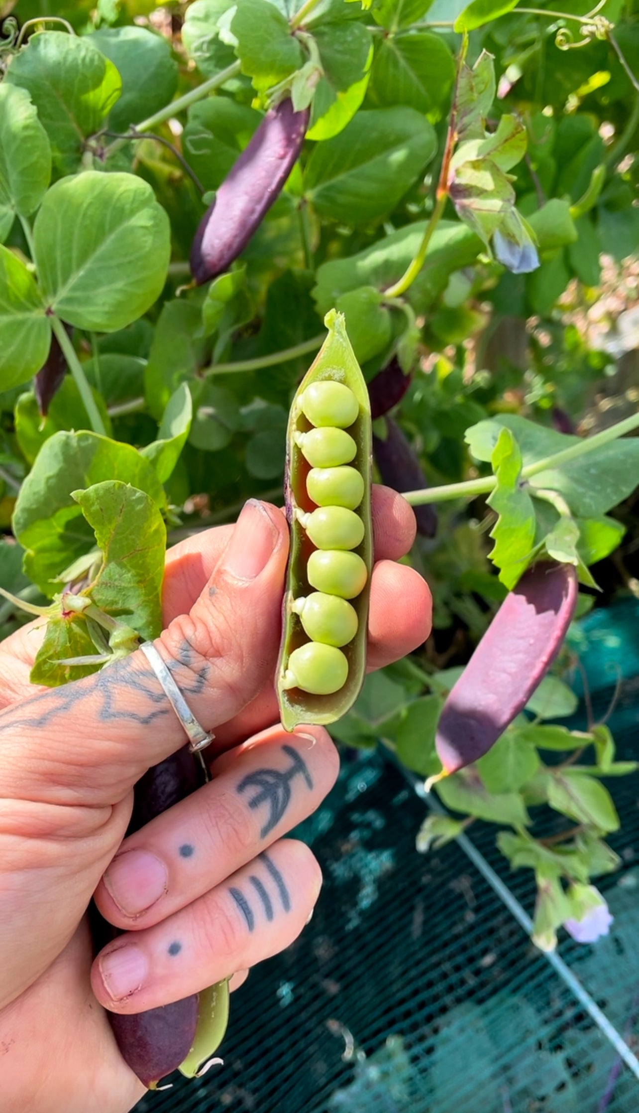 March Organic Seed Pack (UK ONLY)