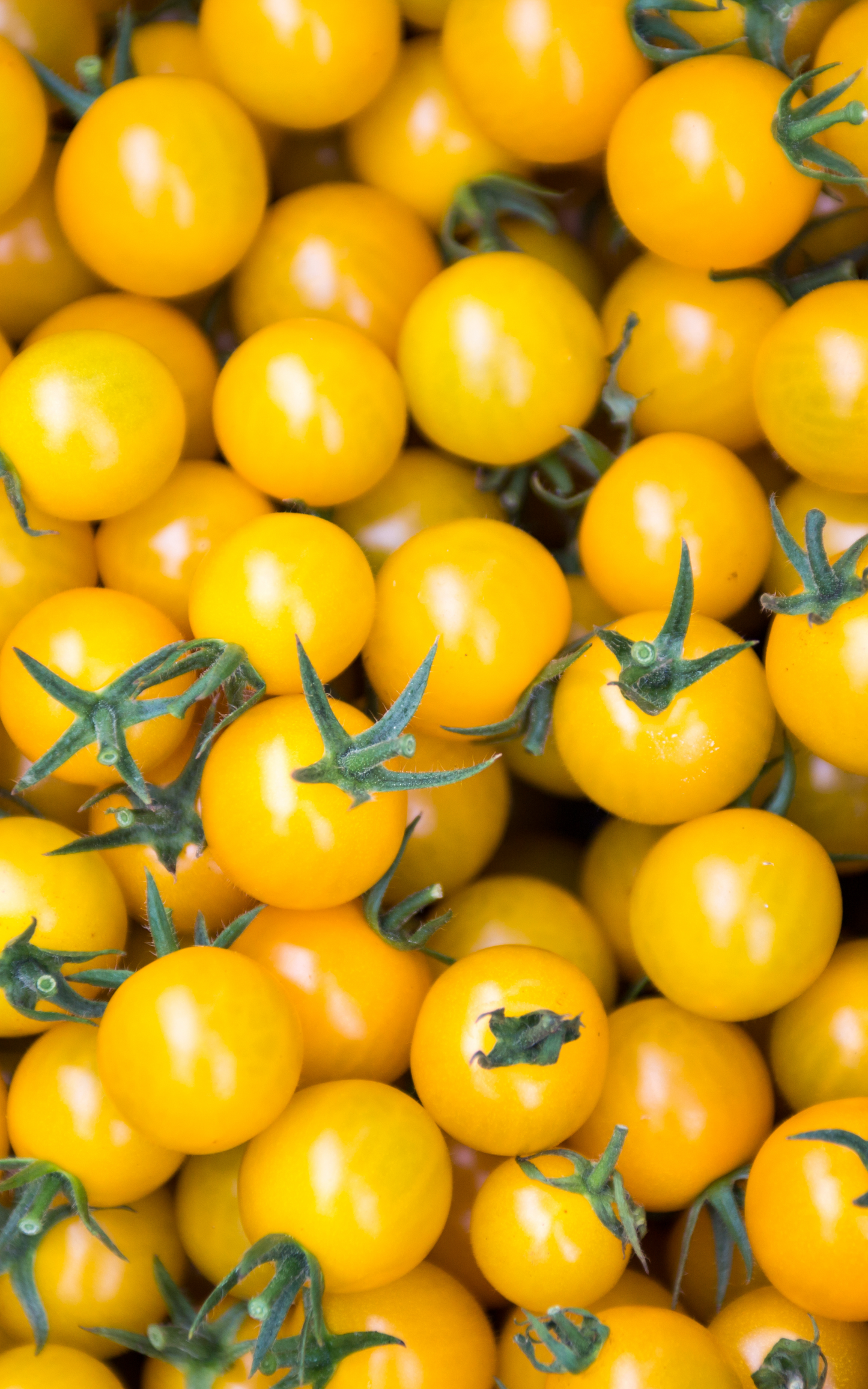 March Organic Seed Pack (UK ONLY)